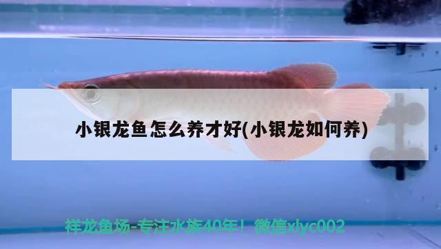 小銀龍魚怎么養(yǎng)才好(小銀龍如何養(yǎng)) 銀龍魚