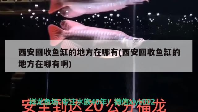 西安回收魚缸的地方在哪有(西安回收魚缸的地方在哪有啊) 魚缸清潔用具