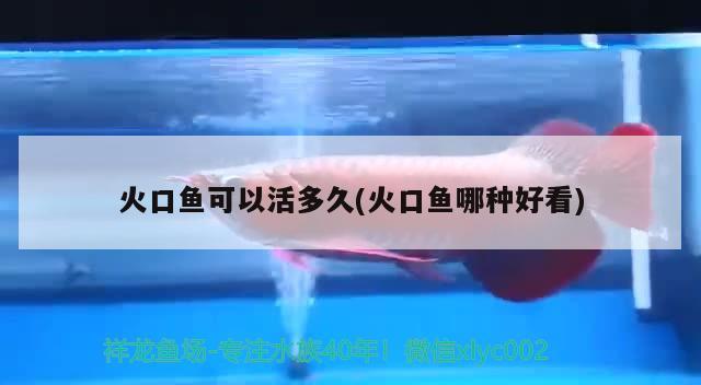 火口魚可以活多久(火口魚哪種好看)