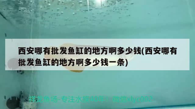 西安哪有批發(fā)魚缸的地方啊多少錢(西安哪有批發(fā)魚缸的地方啊多少錢一條) 飛鳳魚苗