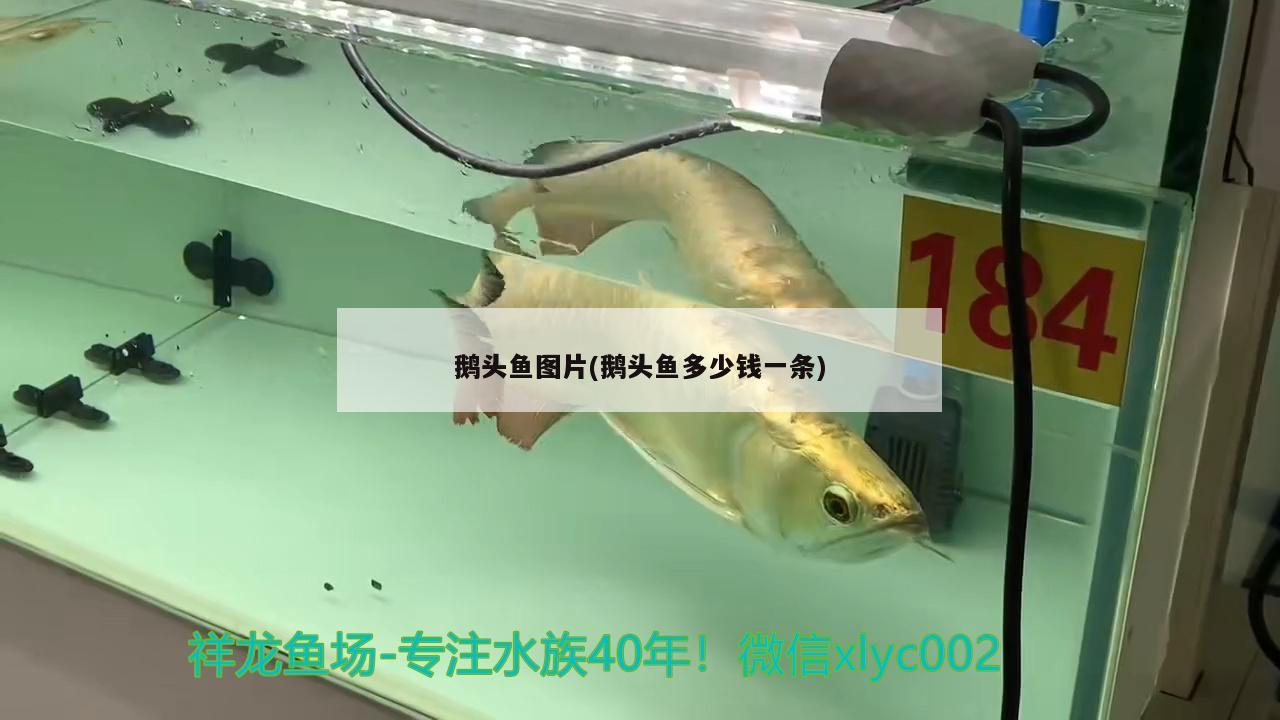 鵝頭魚圖片(鵝頭魚多少錢一條)