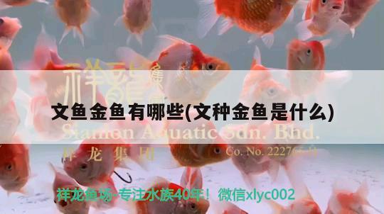 文魚金魚有哪些(文種金魚是什么)