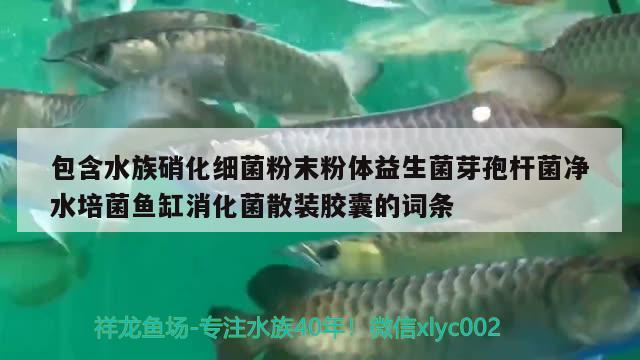 包含水族硝化細(xì)菌粉末粉體益生菌芽孢桿菌凈水培菌魚缸消化菌散裝膠囊的詞條 硝化細(xì)菌