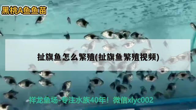 扯旗魚怎么繁殖(扯旗魚繁殖視頻) 觀賞魚