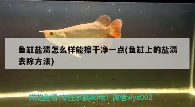 魚缸鹽漬怎么樣能擦干凈一點(魚缸上的鹽漬去除方法)