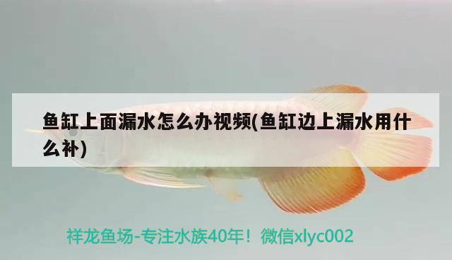 魚缸上面漏水怎么辦視頻(魚缸邊上漏水用什么補) 朱巴利魚苗