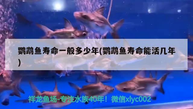 鸚鵡魚壽命一般多少年(鸚鵡魚壽命能活幾年) 鸚鵡魚