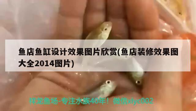 魚(yú)店魚(yú)缸設(shè)計(jì)效果圖片欣賞(魚(yú)店裝修效果圖大全2014圖片)