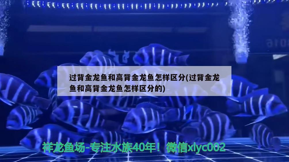 過背金龍魚和高背金龍魚怎樣區(qū)分(過背金龍魚和高背金龍魚怎樣區(qū)分的)