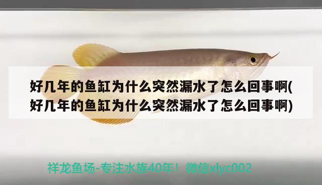 好幾年的魚缸為什么突然漏水了怎么回事啊(好幾年的魚缸為什么突然漏水了怎么回事啊) 黃金眼鏡蛇雷龍魚