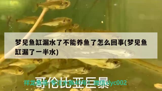 夢見魚缸漏水了不能養(yǎng)魚了怎么回事(夢見魚缸漏了一半水)