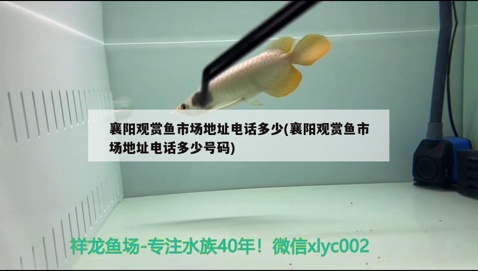 襄陽觀賞魚市場地址電話多少(襄陽觀賞魚市場地址電話多少號碼)