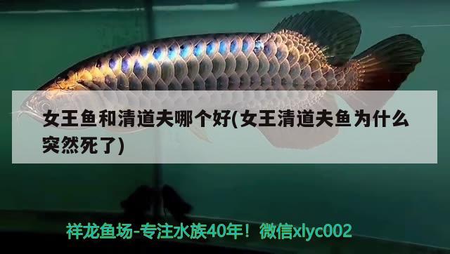 女王魚(yú)和清道夫哪個(gè)好(女王清道夫魚(yú)為什么突然死了)