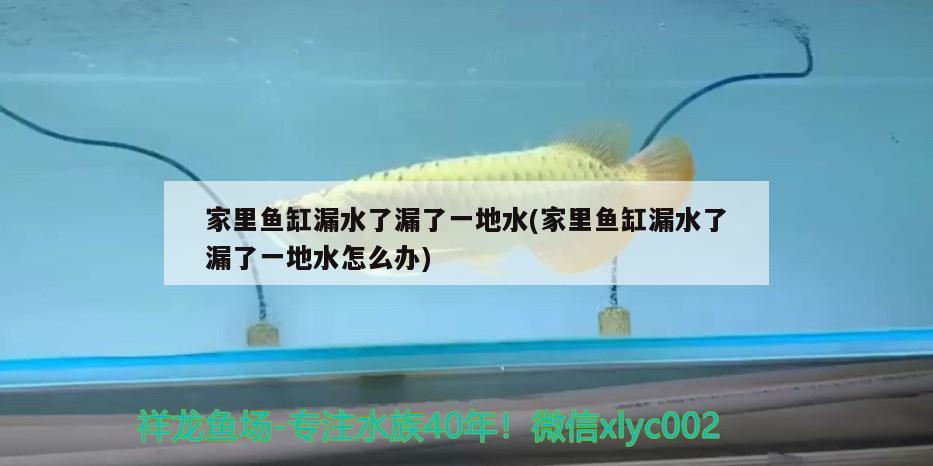 家里魚缸漏水了漏了一地水(家里魚缸漏水了漏了一地水怎么辦)