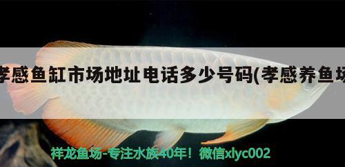 孝感魚缸市場地址電話多少號(hào)碼(孝感養(yǎng)魚場)