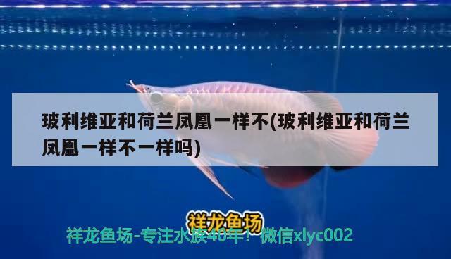 玻利維亞和荷蘭鳳凰一樣不(玻利維亞和荷蘭鳳凰一樣不一樣嗎) 觀賞魚