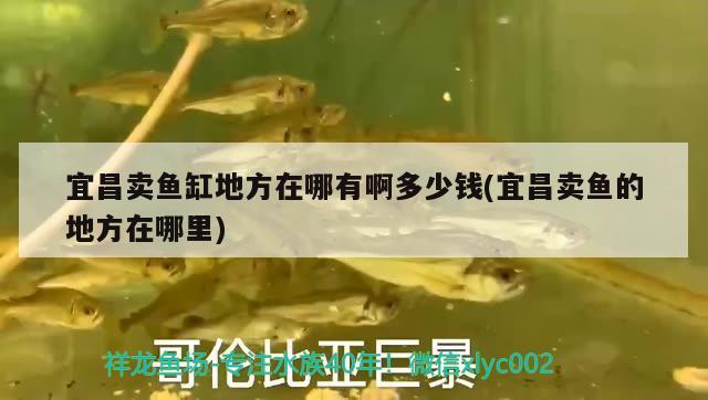 宜昌賣魚缸地方在哪有啊多少錢(宜昌賣魚的地方在哪里) 祥龍魚場其他產(chǎn)品