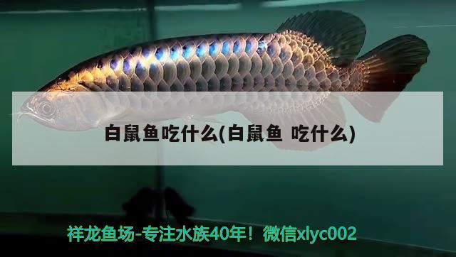 白鼠魚吃什么(白鼠魚吃什么) 觀賞魚