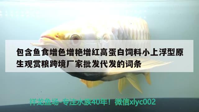 包含魚食增色增艷增紅高蛋白飼料小上浮型原生觀賞糧跨境廠家批發(fā)代發(fā)的詞條 斯維尼關刀魚