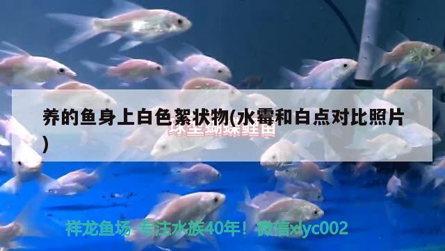 養(yǎng)的魚身上白色絮狀物(水霉和白點(diǎn)對比照片) 觀賞魚