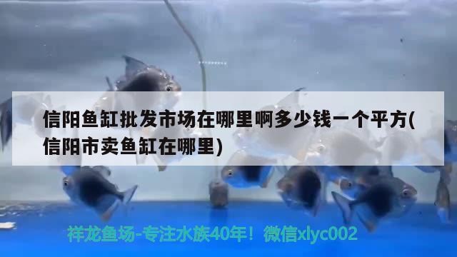 信陽魚缸批發(fā)市場(chǎng)在哪里啊多少錢一個(gè)平方(信陽市賣魚缸在哪里)