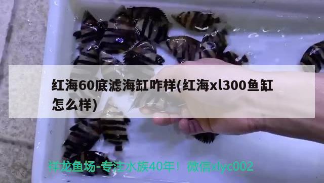 紅海60底濾海缸咋樣(紅海xl300魚(yú)缸怎么樣) 觀賞魚(yú)