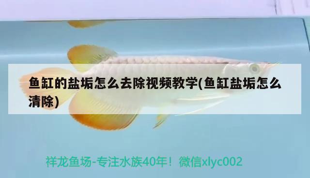 魚(yú)缸的鹽垢怎么去除視頻教學(xué)(魚(yú)缸鹽垢怎么清除) 女王大帆魚(yú)苗