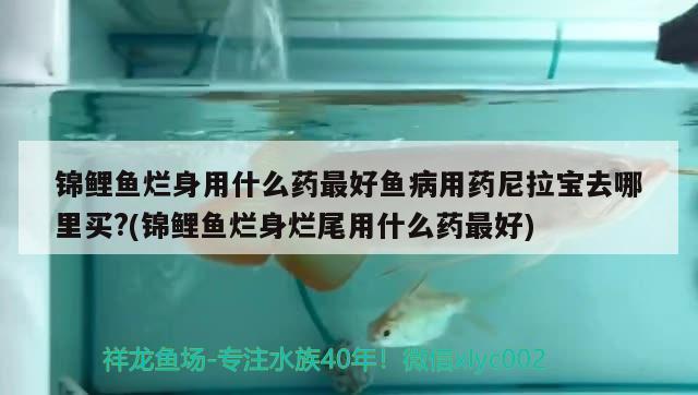 錦鯉魚爛身用什么藥最好魚病用藥尼拉寶去哪里買?(錦鯉魚爛身爛尾用什么藥最好) 觀賞魚