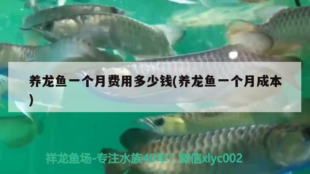 養(yǎng)龍魚一個月費用多少錢(養(yǎng)龍魚一個月成本)