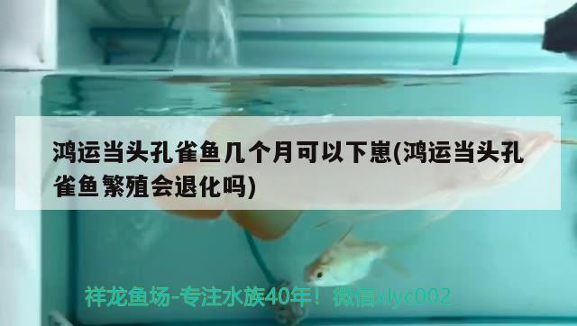 鴻運當頭孔雀魚幾個月可以下崽(鴻運當頭孔雀魚繁殖會退化嗎) 觀賞魚