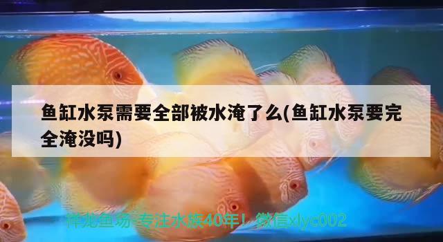 魚缸水泵需要全部被水淹了么(魚缸水泵要完全淹沒嗎) 魚缸水泵