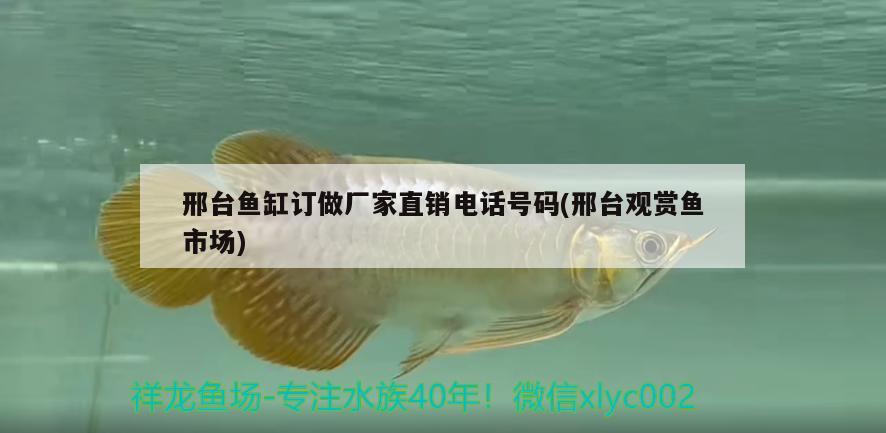 邢臺魚缸訂做廠家直銷電話號碼(邢臺觀賞魚市場)