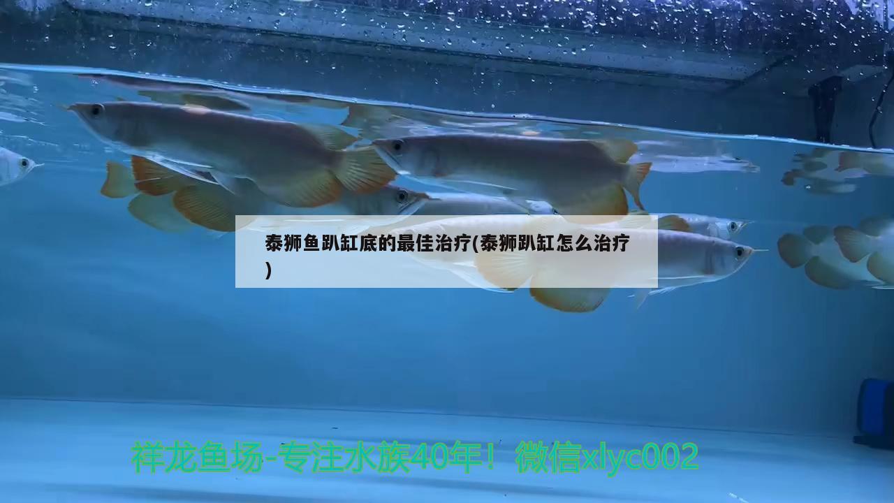 泰獅魚趴缸底的最佳治療(泰獅趴缸怎么治療) 觀賞魚