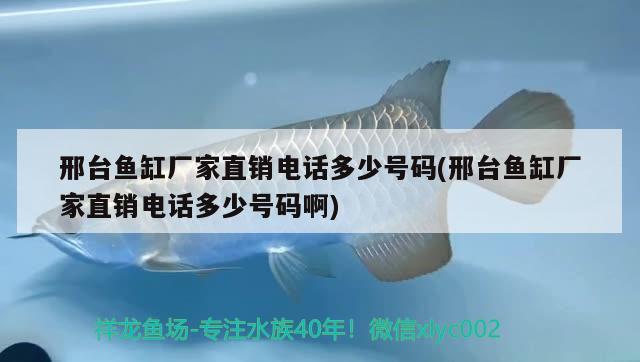 邢臺魚缸廠家直銷電話多少號碼(邢臺魚缸廠家直銷電話多少號碼啊) 進口元寶鳳凰魚