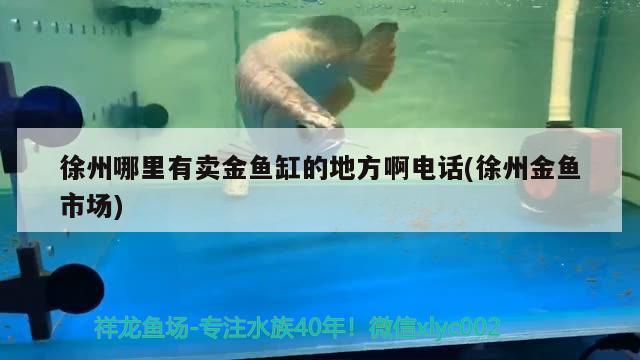 徐州哪里有賣金魚缸的地方啊電話(徐州金魚市場) 魚缸風(fēng)水