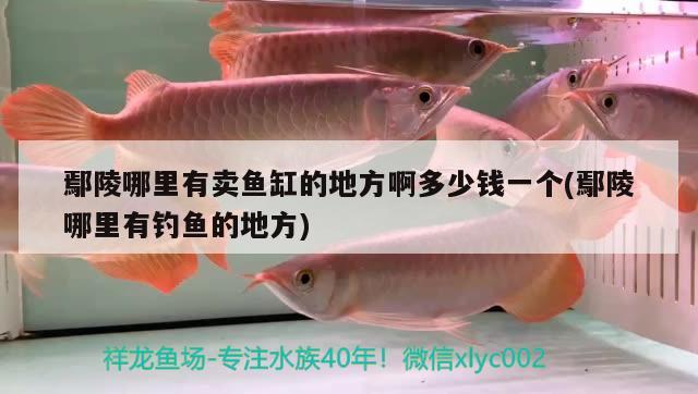 鄢陵哪里有賣魚缸的地方啊多少錢一個(鄢陵哪里有釣魚的地方)