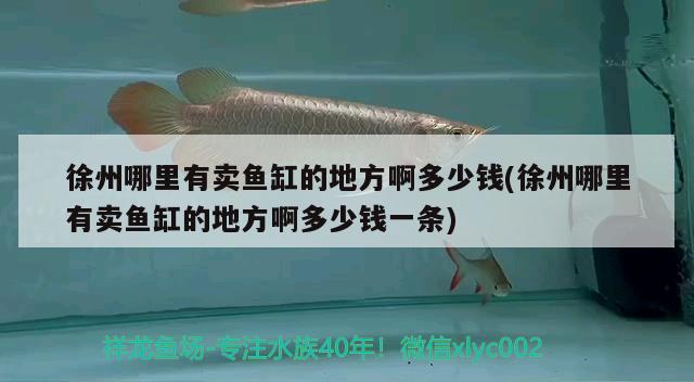 徐州哪里有賣魚缸的地方啊多少錢(徐州哪里有賣魚缸的地方啊多少錢一條) 虎紋銀版魚