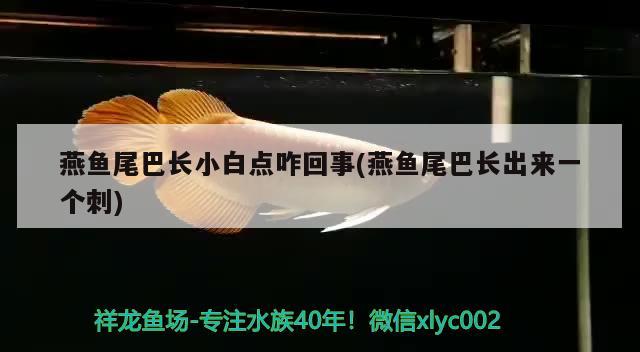 燕魚(yú)尾巴長(zhǎng)小白點(diǎn)咋回事(燕魚(yú)尾巴長(zhǎng)出來(lái)一個(gè)刺)