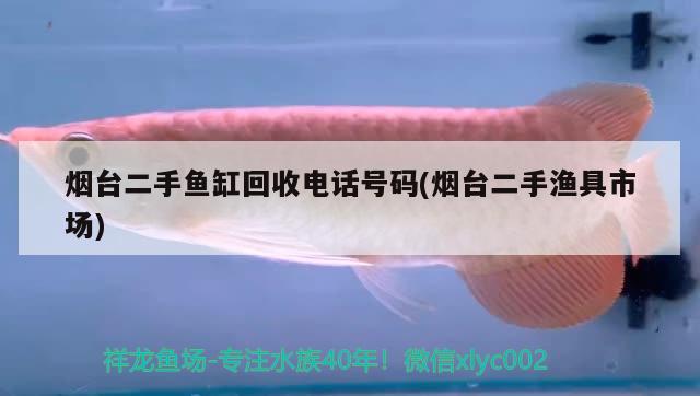 煙臺二手魚缸回收電話號碼(煙臺二手漁具市場) 銀龍魚苗