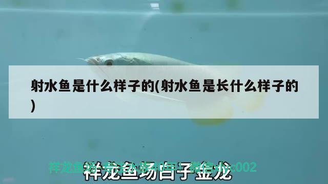 射水魚(yú)是什么樣子的(射水魚(yú)是長(zhǎng)什么樣子的)