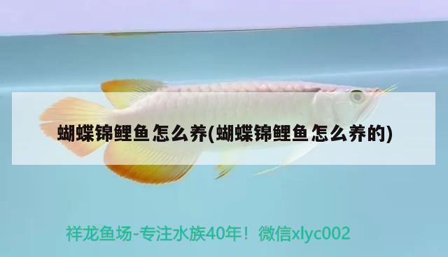 蝴蝶錦鯉魚怎么養(yǎng)(蝴蝶錦鯉魚怎么養(yǎng)的) 蝴蝶鯉