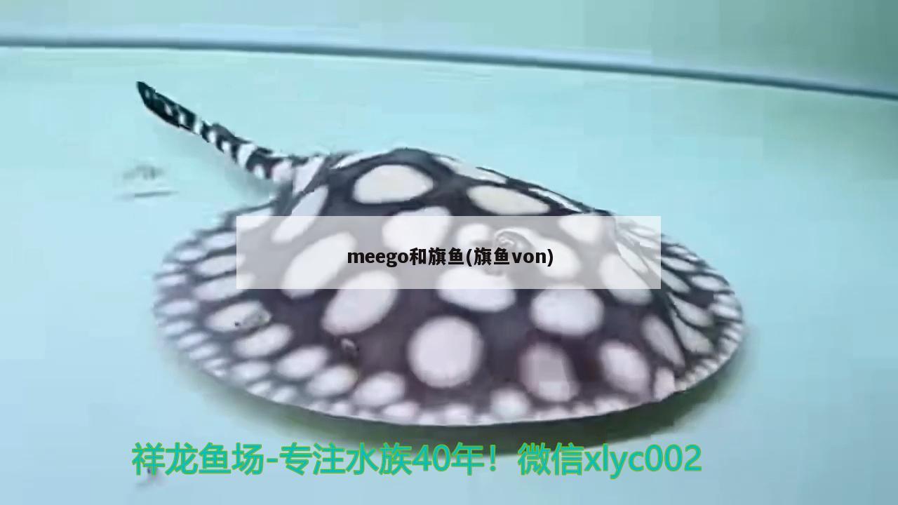 meego和旗魚(旗魚von) 觀賞魚