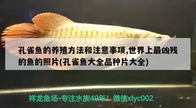 孔雀魚的養(yǎng)殖方法和注意事項,世界上最兇殘的魚的照片(孔雀魚大全品種片大全)