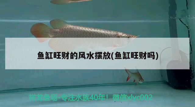 魚缸旺財(cái)?shù)娘L(fēng)水?dāng)[放(魚缸旺財(cái)嗎)