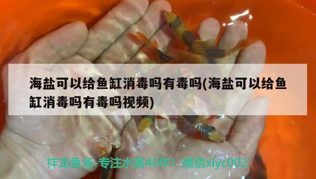 海鹽可以給魚缸消毒嗎有毒嗎(海鹽可以給魚缸消毒嗎有毒嗎視頻) 刀魚魚