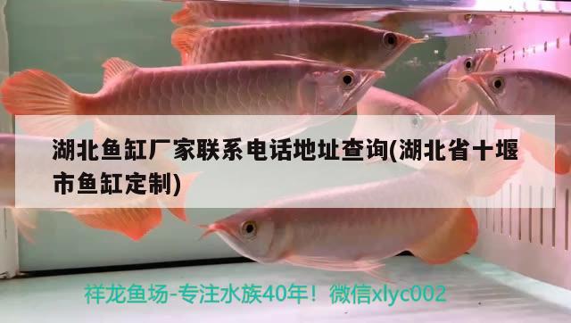 湖北魚缸廠家聯(lián)系電話地址查詢(湖北省十堰市魚缸定制) 紅龍福龍魚