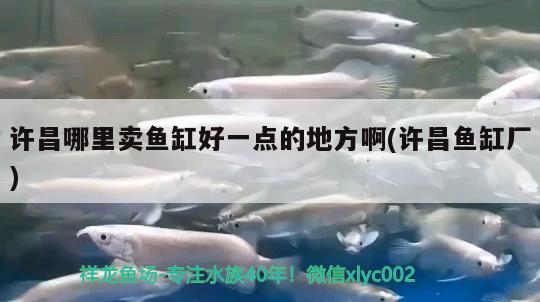 許昌哪里賣(mài)魚(yú)缸好一點(diǎn)的地方啊(許昌魚(yú)缸廠) 廣州祥龍國(guó)際水族貿(mào)易