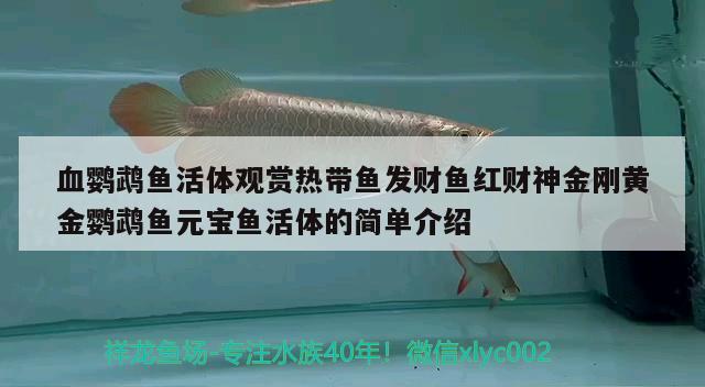 血鸚鵡魚(yú)活體觀賞熱帶魚(yú)發(fā)財(cái)魚(yú)紅財(cái)神金剛黃金鸚鵡魚(yú)元寶魚(yú)活體的簡(jiǎn)單介紹 鸚鵡魚(yú)