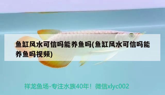 魚缸風水可信嗎能養(yǎng)魚嗎(魚缸風水可信嗎能養(yǎng)魚嗎視頻) 魚缸風水 第1張