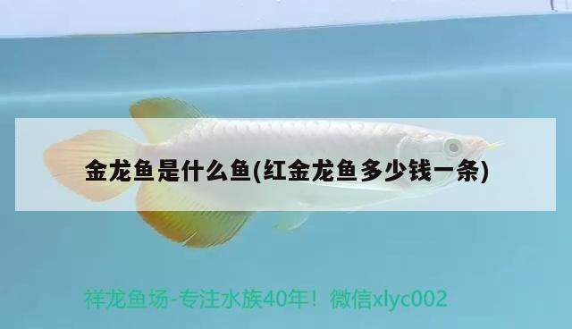 金龍魚是什么魚(紅金龍魚多少錢一條)